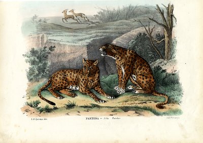 Leopardo, 1863-79 da Raimundo Petraroja
